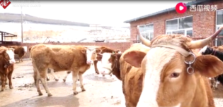 疫情之下的春季动物防疫行动，为畜牧业发展保驾护航