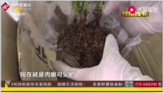 长沙邮局截获了六株<em>未经</em>检疫，带有境外昆虫<em>的</em>活体植物