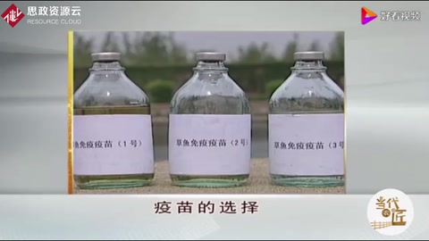 草鱼人工免疫技术，疫苗该如何选择，这点一定要注意