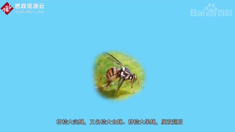 一分钟了解<em>柑橘</em>大实蝇