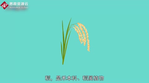 <em>原来</em>水稻<em>长</em><em>这样</em>