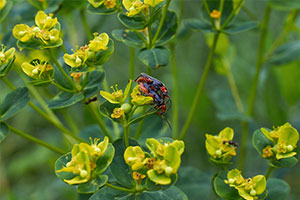 <em>植物保护</em><em>专业</em>：植物化学保护<em>学</em>《意大利塞维索化学污染事故》<em>课程</em><em>思</em><em>政</em><em>案例</em>
