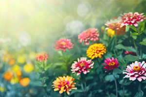 <em>植物保护</em><em>专业</em>：<em>植物</em><em>化学</em><em>保护</em><em>学</em>、<em>农药</em><em>残留</em><em>分析</em>《“管得住”的“神农丹”》<em>课程</em><em>思</em><em>政</em><em>案例</em>