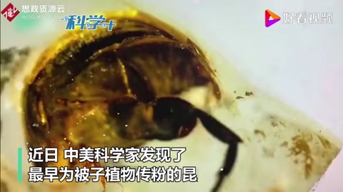 琥珀中一亿年前<em>的</em>“采花大盗” 破解“达尔文讨厌之谜”