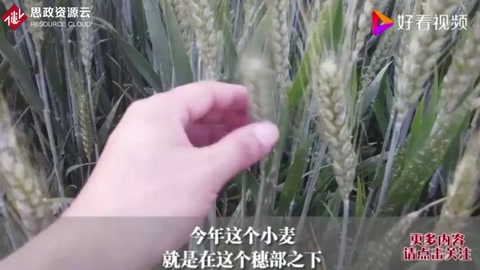 水稻纹枯病的表现症状及其防治