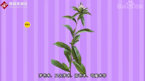 带你了解茅苍术——菊科植物