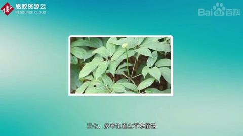 带你了解三七——五加科人参属植物