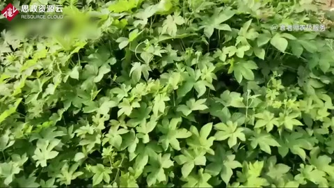 草甘膦这五个除草配方，能解决所有杂草除草难题