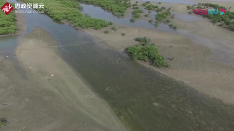 北海红树林现状