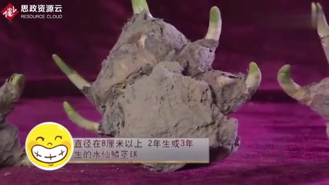 精湛<em>的</em>手艺，老师傅<em>把</em>水仙雕成<em>艺术品</em>