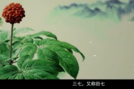 弘扬中医药文化,传播中医药知识：中华本草-<em>三七</em>