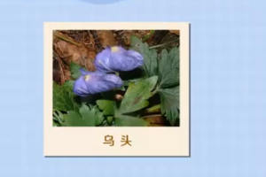 乌头：<em>具有</em>药用<em>价值</em>和观赏<em>价值</em><em>的</em>草本植物