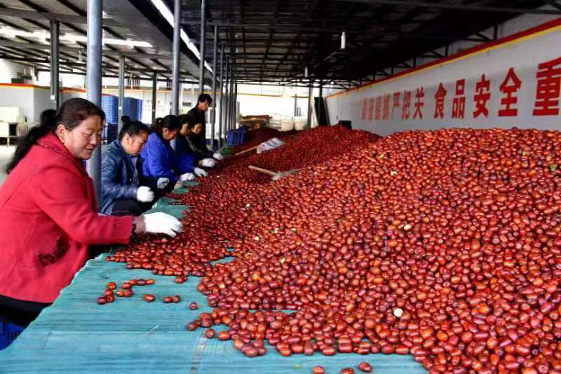陕西府谷：红枣助力<em>乡村</em><em>振兴</em> 为枣农带来新希望