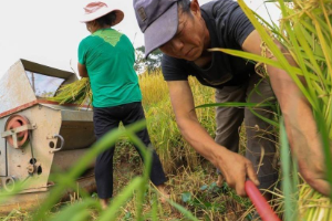 福建仙游：1.5万公顷水稻开镰收割