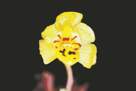 南平<em>发现</em>植物新物种茫荡山丹霞兰