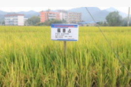创新高！“<em>福</em>香占”单季亩产670公斤