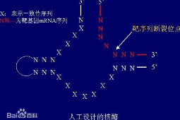 <em>RNA</em>加工修饰