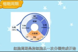 细胞周期