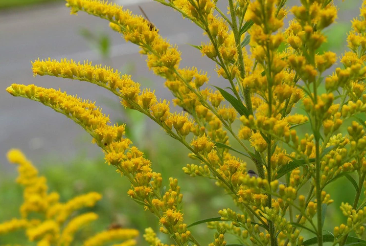 加拿大一枝黄花—菊科一枝黄花属植物