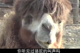 骆驼吃得正<em>香</em>时，突然一个粉色“<em>肉</em>球”从嘴里蹦出来，这是怎么回事<em>呢</em>？