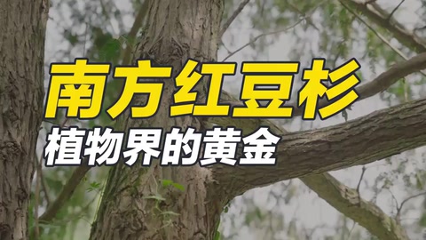 南方红豆杉，集药用、材用、观赏价值于一身的珍稀树种