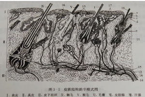 皮肤<em>结构</em>的半<em>模式</em><em>图</em>