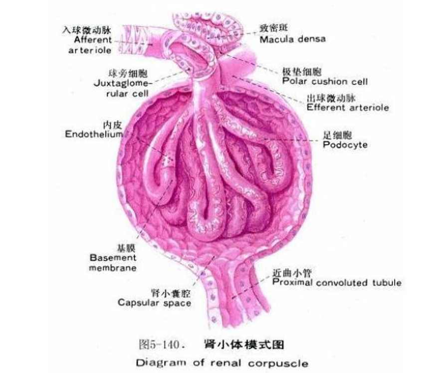 肾小体<em>模式</em>图