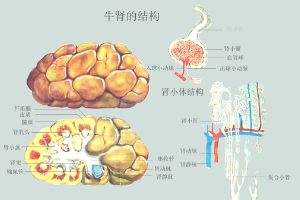 牛<em>肾</em><em>的</em>结构