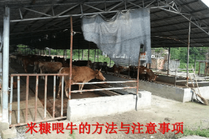 畜禽智能化养殖专业《米糠喂牛的方法与注意事项》