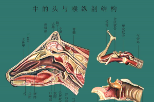 <em>牛</em><em>的</em>头与喉纵剖<em>结构</em>