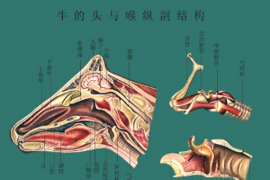 牛的头与喉纵<em>剖</em>结构