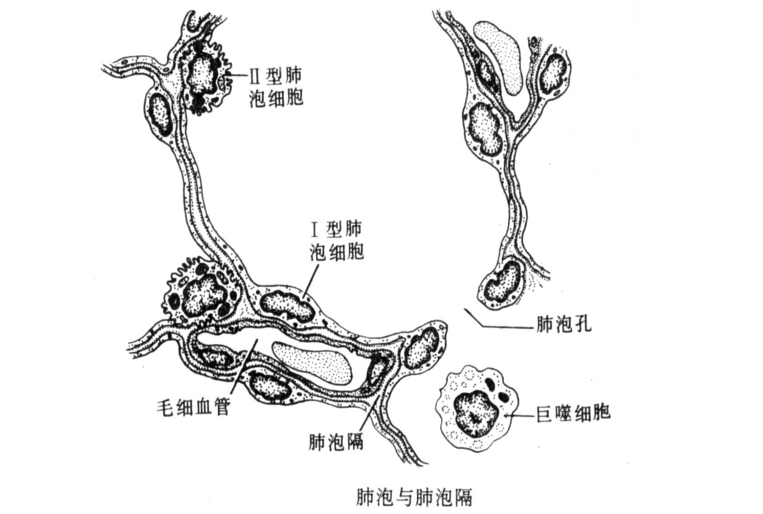肺泡<em>与</em>肺泡<em>隔</em>