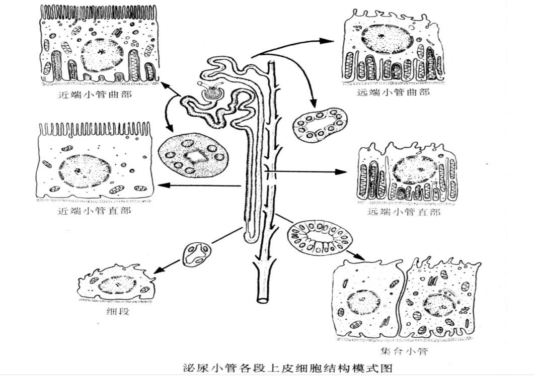 泌尿小管各段<em>上皮</em>细胞结构<em>模式</em><em>图</em>