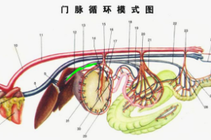 门脉<em>循环</em>模式图