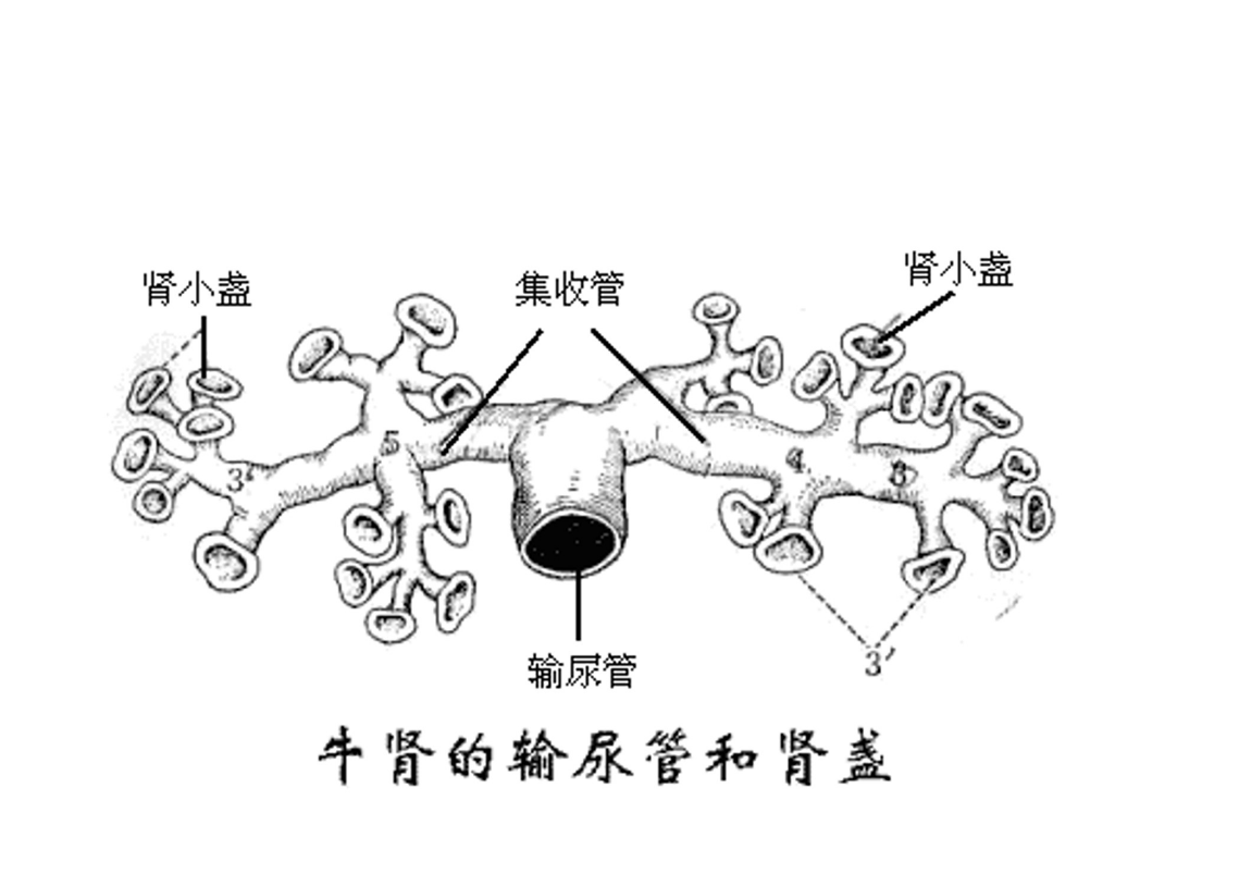 牛<em>肾</em>的输尿管和<em>肾</em>盏