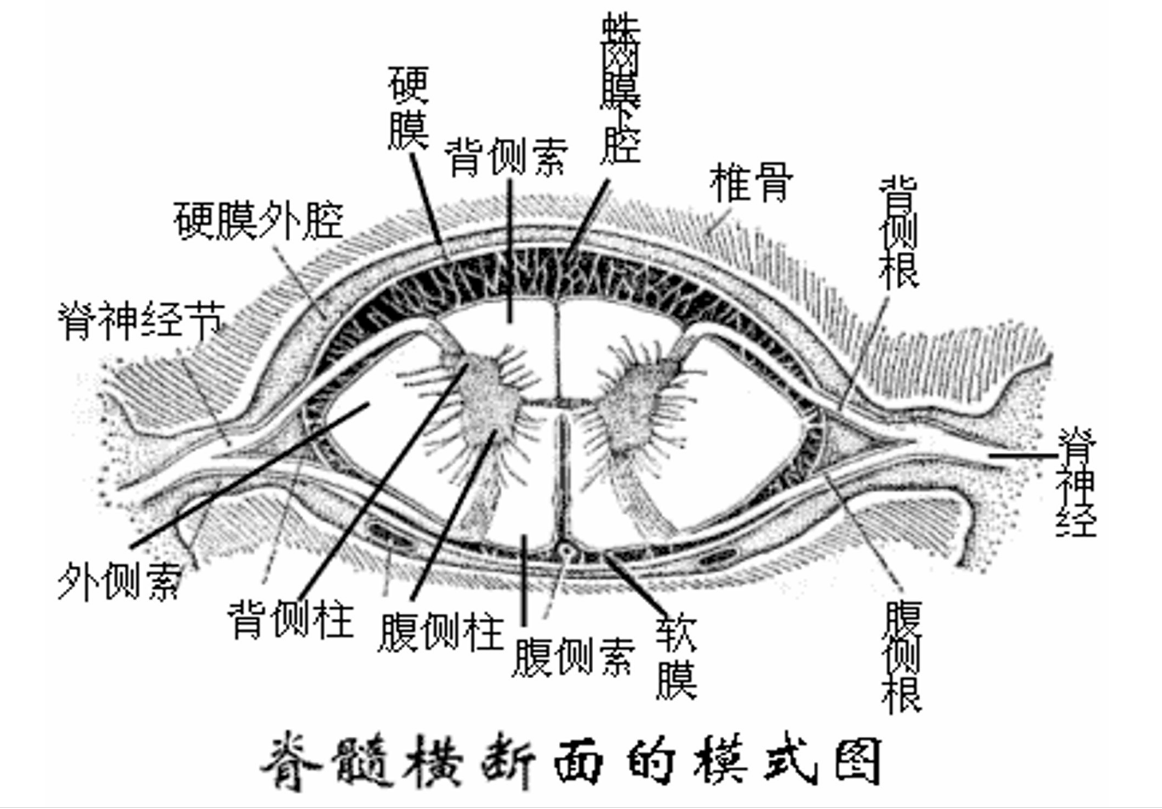 脊髓横<em>截断</em>面的模式图