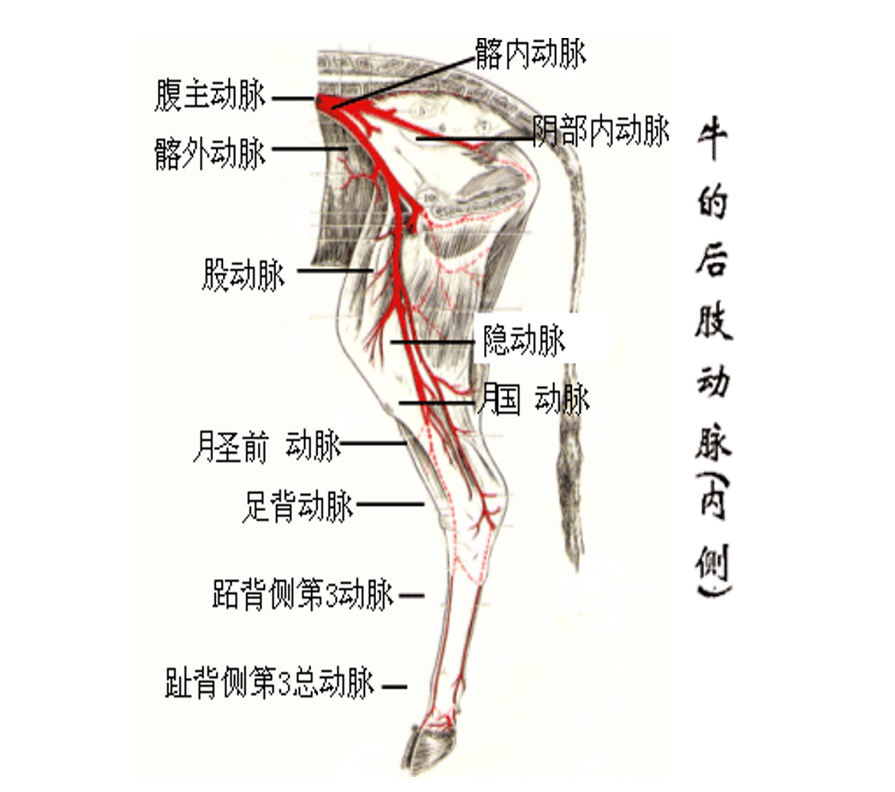 牛的后肢动脉（内侧）