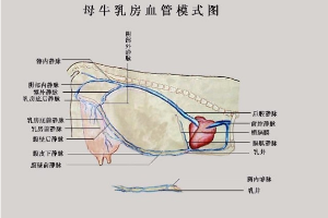 母牛乳房血管模式图