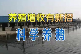 <em>鹅</em><em>的</em><em>养殖</em>前期准备