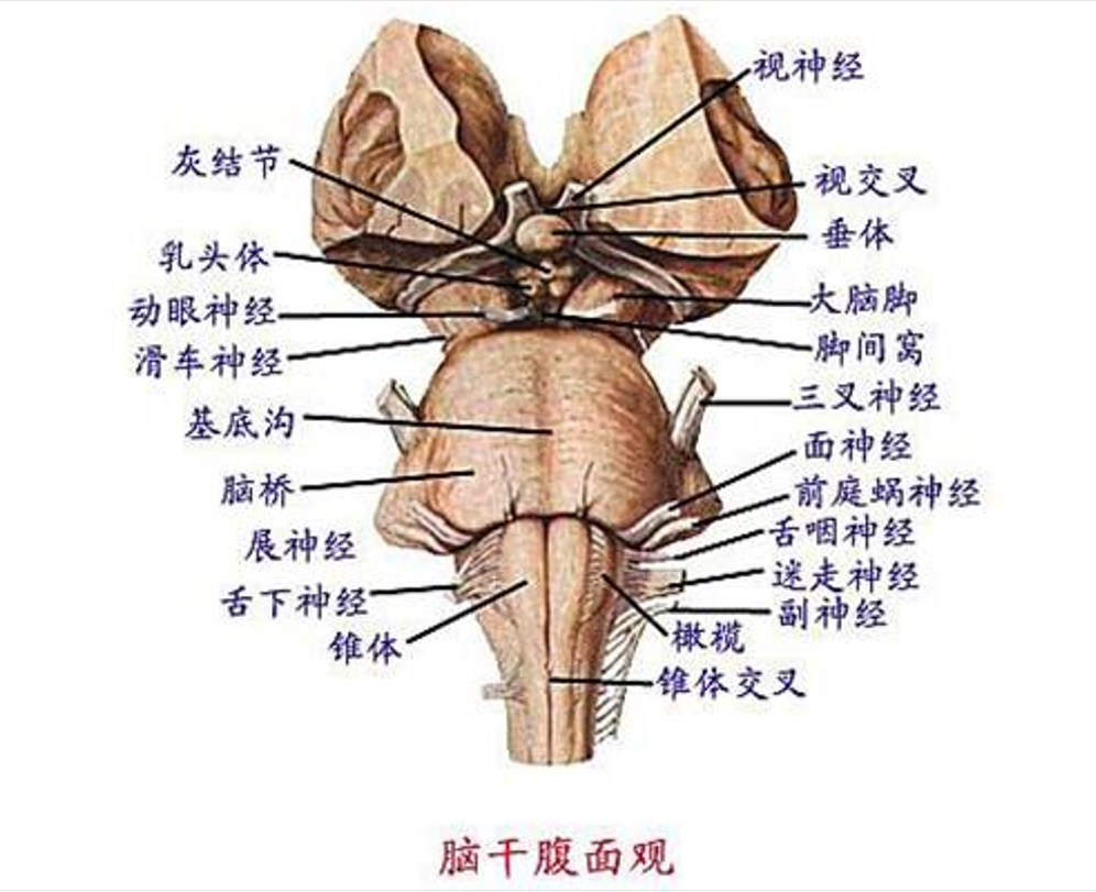 羊脑<em>脑干</em>腹面观