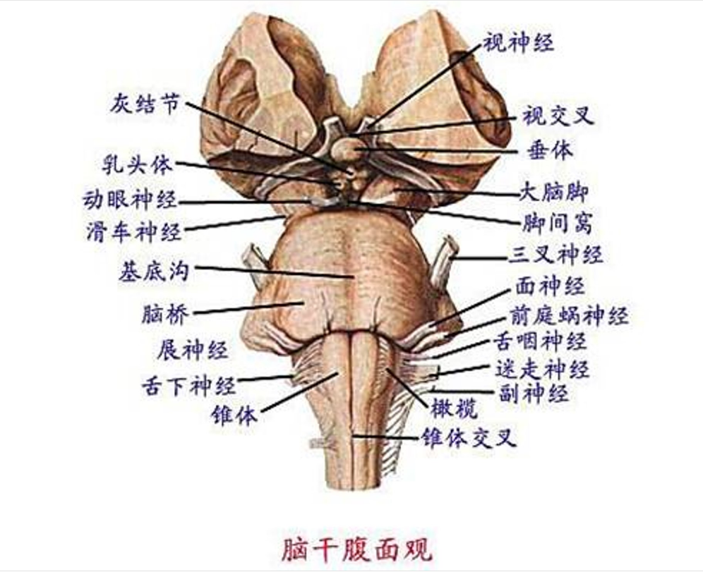 羊<em>脑</em>脑干腹面观