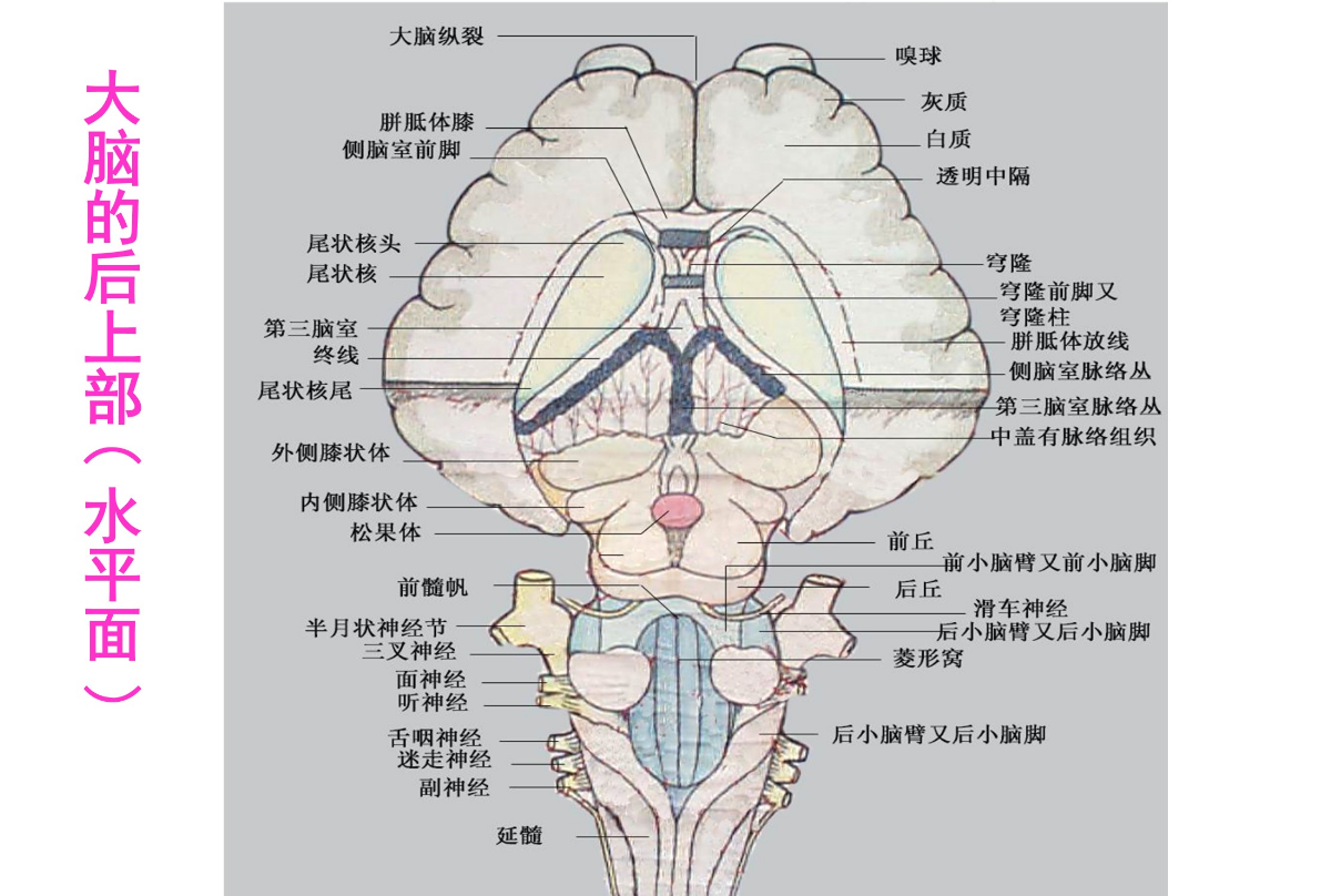 羊大脑的<em>后上</em>部