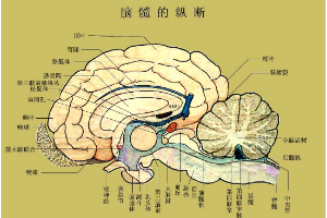 <em>羊</em><em>脑</em>的脑髓的纵断