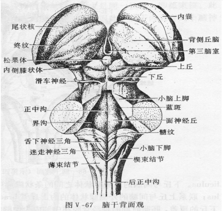 羊脑<em>脑干</em>背面观