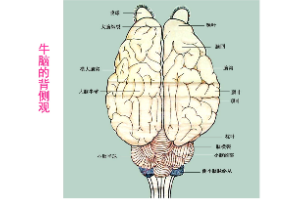牛脑的<em>背</em>侧观