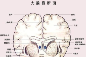 <em>羊</em><em>的</em><em>大脑</em>横断面
