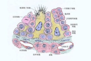 <em>动物</em><em>生理</em>—精子<em>的</em><em>生成</em>