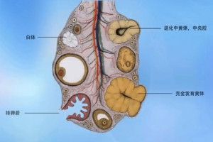 <em>动物</em><em>生理</em>—<em>排卵</em>后卵巢<em>的</em>变化