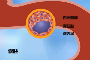 <em>动物</em><em>生理</em>—胚胎<em>的</em>早期<em>发育</em>