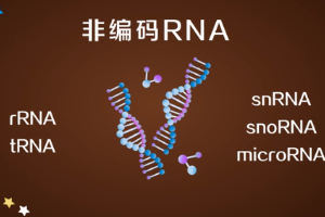 非编码RNA—不编码<em>蛋白质</em><em>的</em>RNA